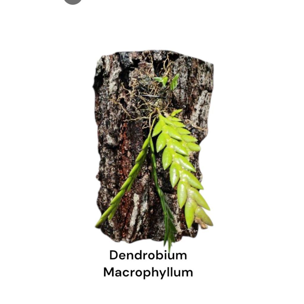 Pohon Anggrek Dendrobium Macrophyllum