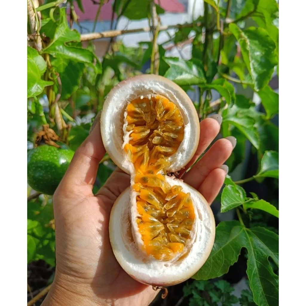 

PERBUAH Buah Markisa Segar Asli Petani | Manis & Asam Menyegarkan | Buah Segar Pilihan