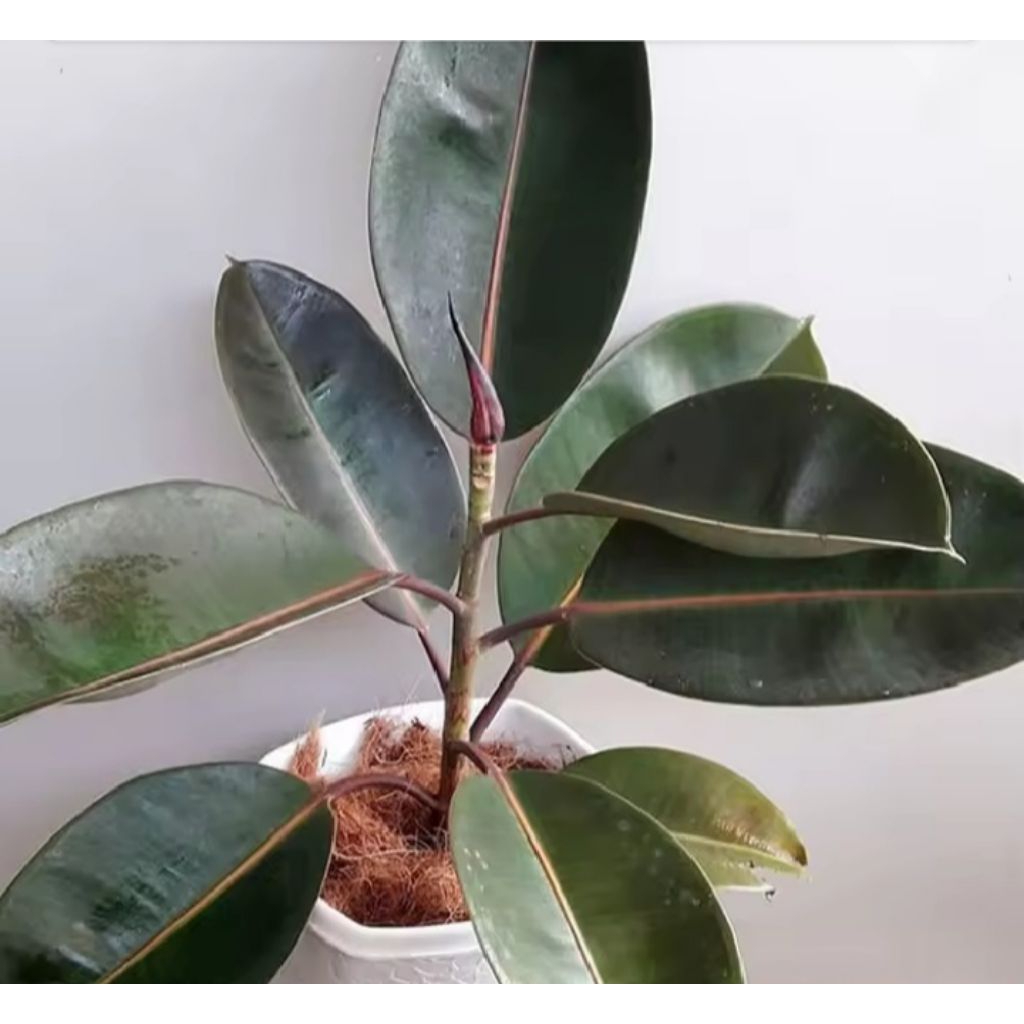 Jual Bibit Pohon Karet Kebo Daun Karet Kebo