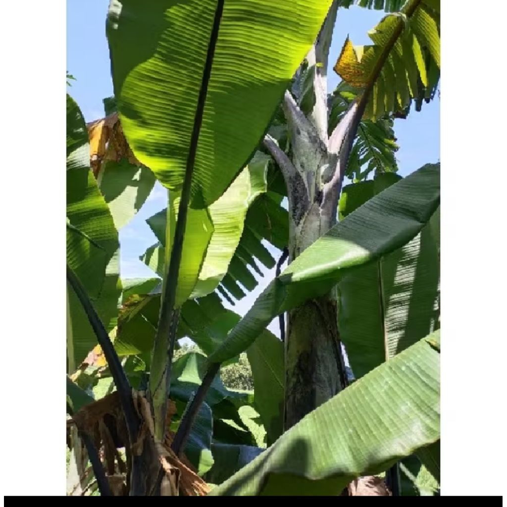 bibit pisang klutuk Wulung