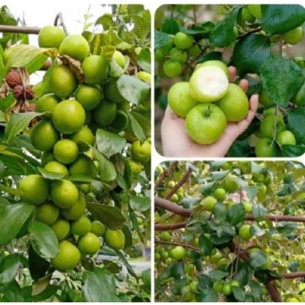 bibit buah apel india sudah berbuah