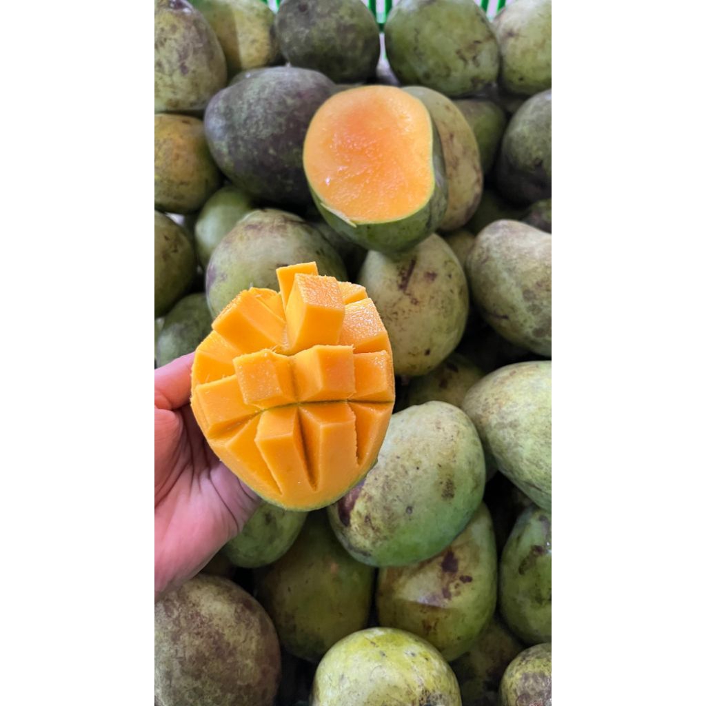 

Mangga Indramayu 500gr