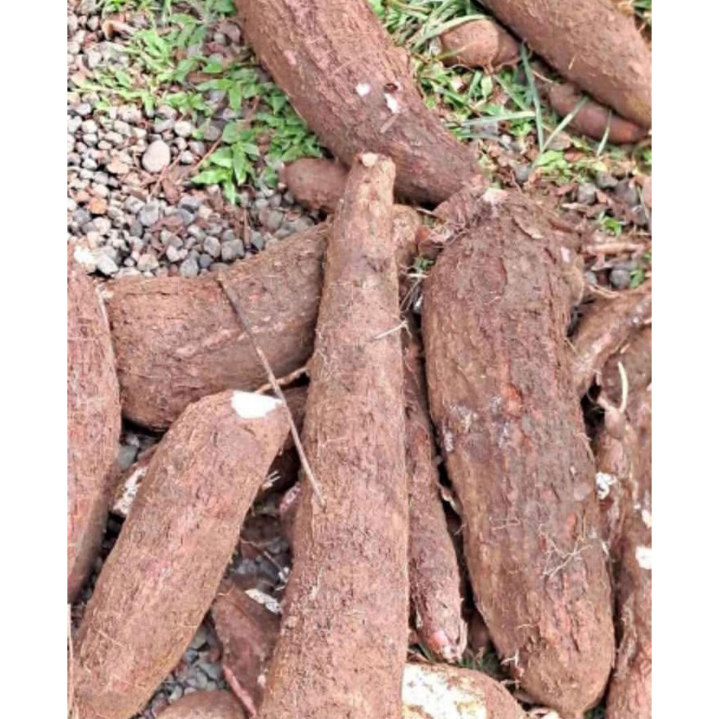 

Ketela pohong fresh 1Kg