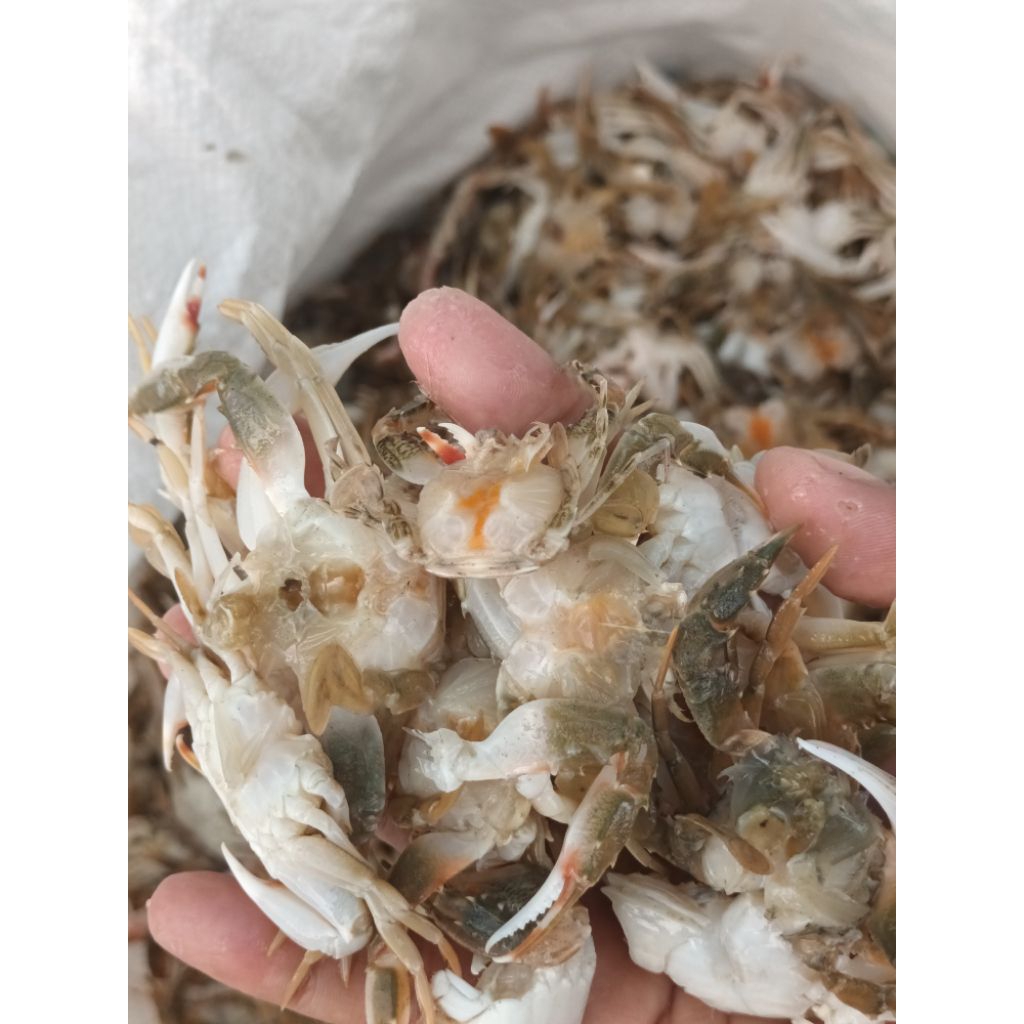 

baby crab kupas cangkang
