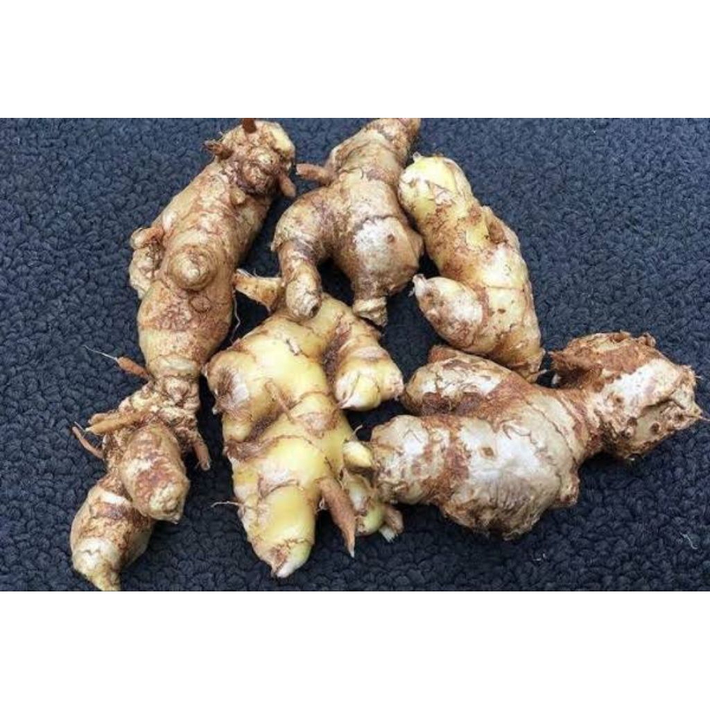 

Puyang Lempuyang1 Kg Herbal Alami,Sehat, Penambah Stamina