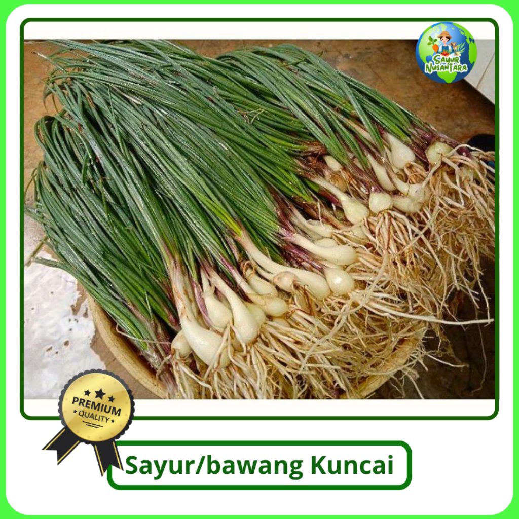 

Bawang kuncay/kuncay [250g] FRESH