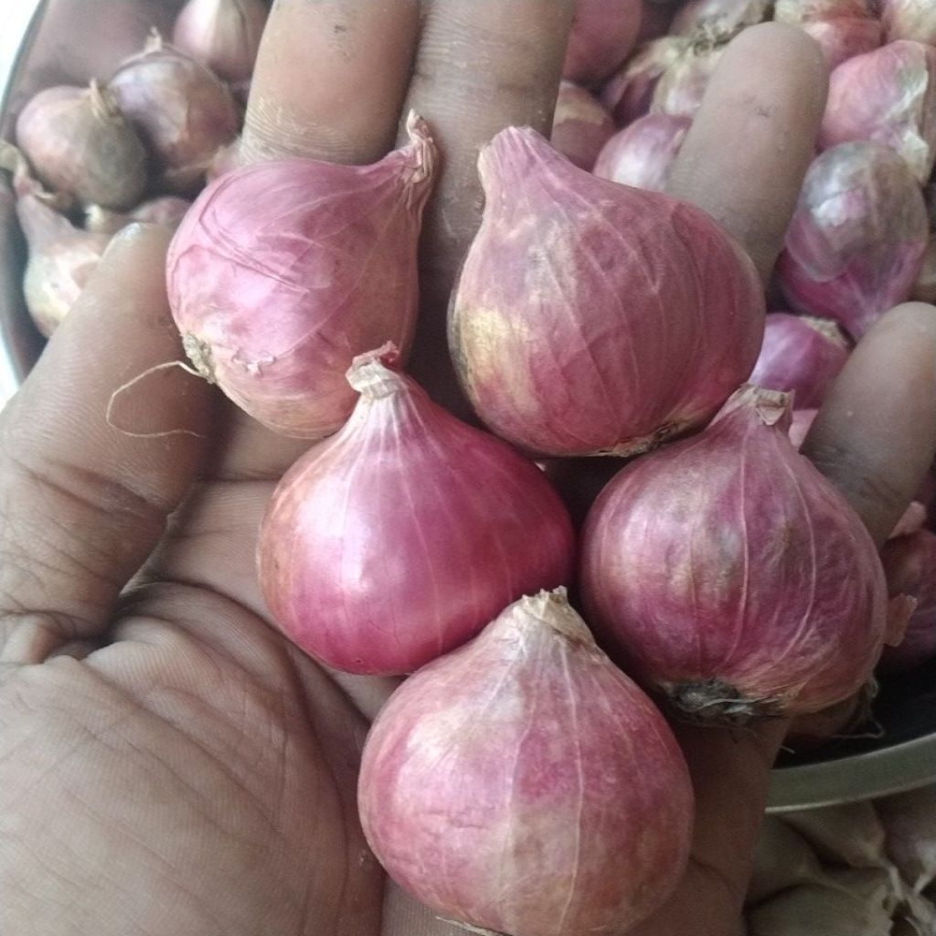 

bawang merah Probolinggo ukuran jumbo 500 gram