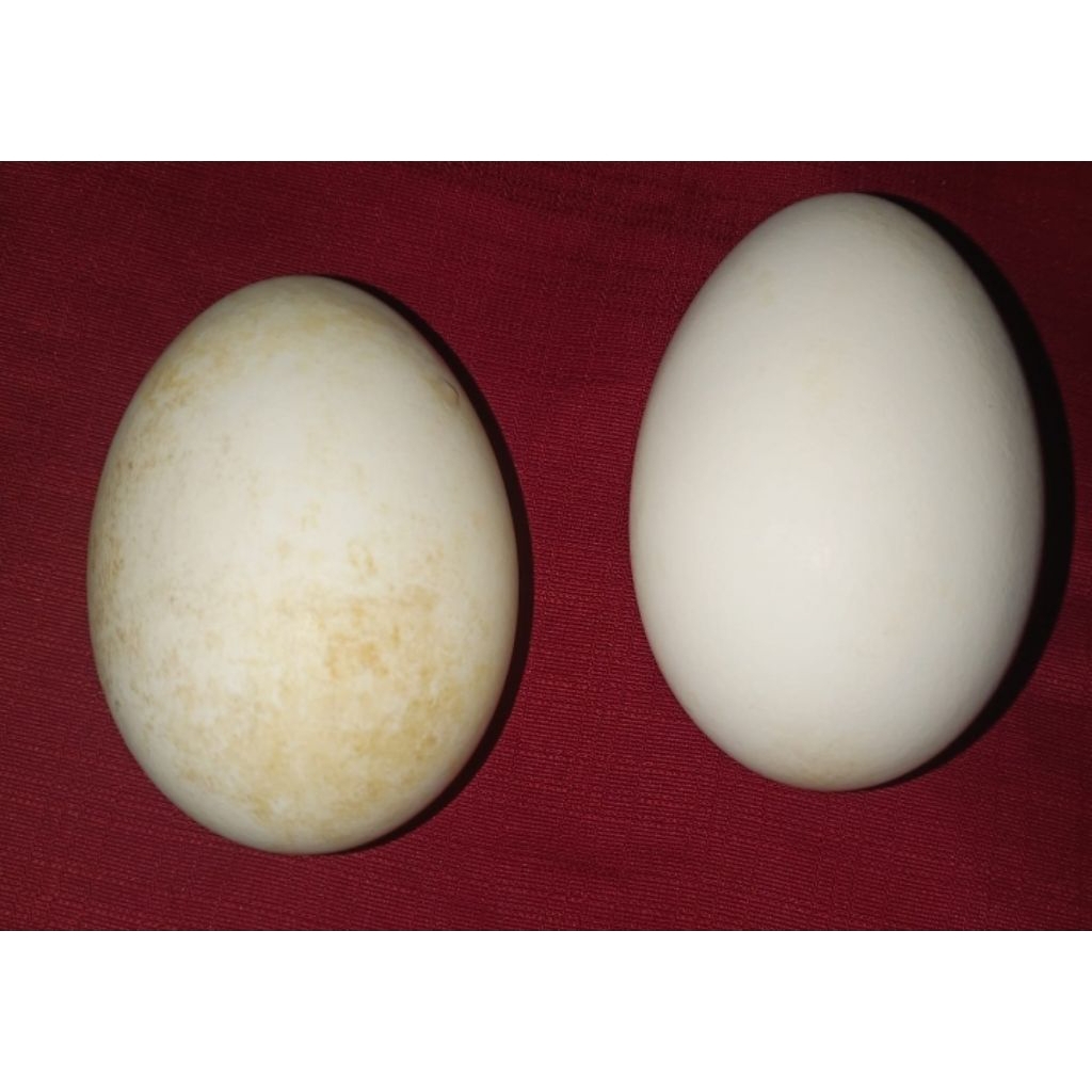 

Telur Soang tembuhuk Telur angsa busuk untuk pengobatan Khusus