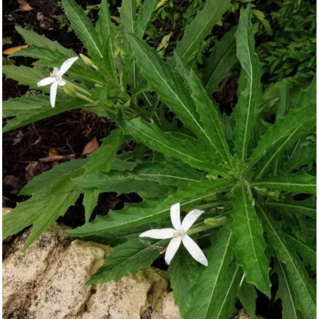 

Daun Kitolod Segar 1Kg Tanaman Herbal Alami Obat Mata Katarak