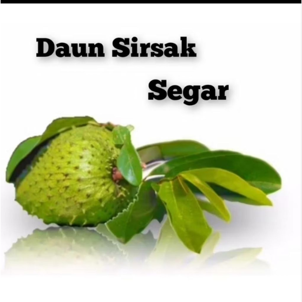 

Daun sirsat segar dari muria isi 50 lembar bagus untuk obat kanker dan penyakit lainnya