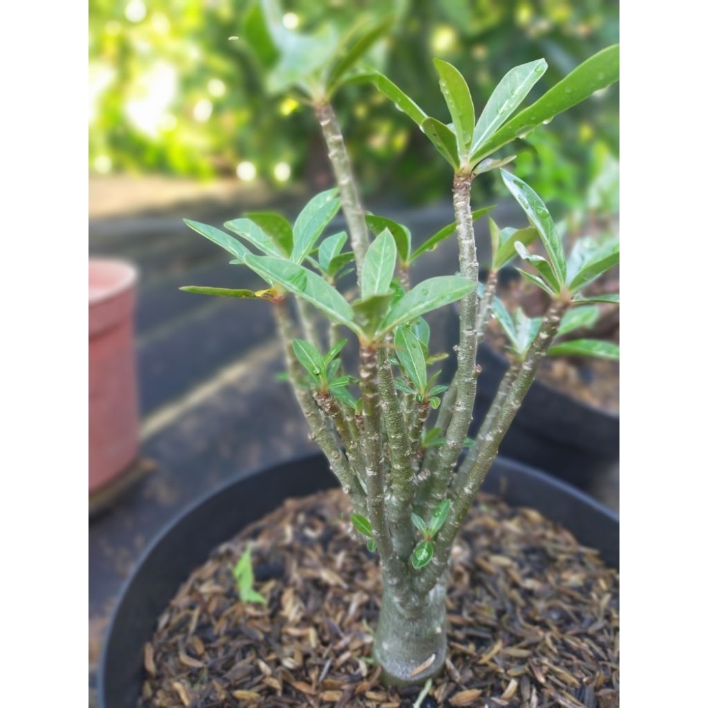 Bibit Adenium Cabang seribu percabangan aktif