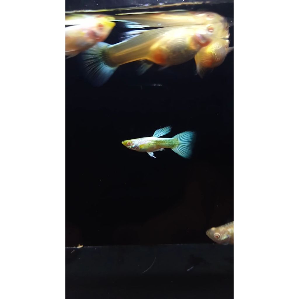 

STICKER 4LBlN0 G3RM4N Y3LL0W 1p