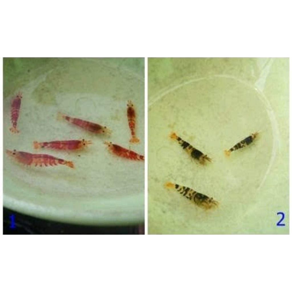

Red Tiger black Tiger shrimp