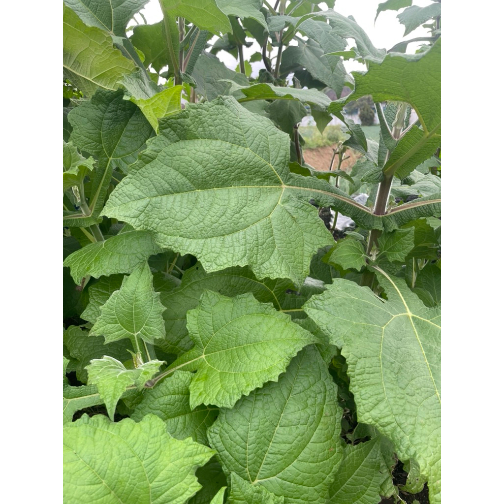 

daun yakon kering 100gr oven