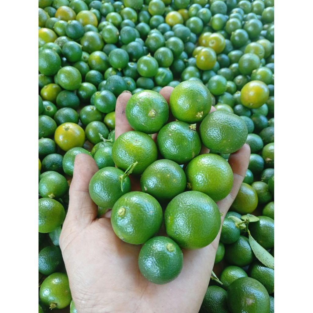 

JERUK SONKIT KUALITAS PREMIUM /JERUK KUNCI KIP CUI