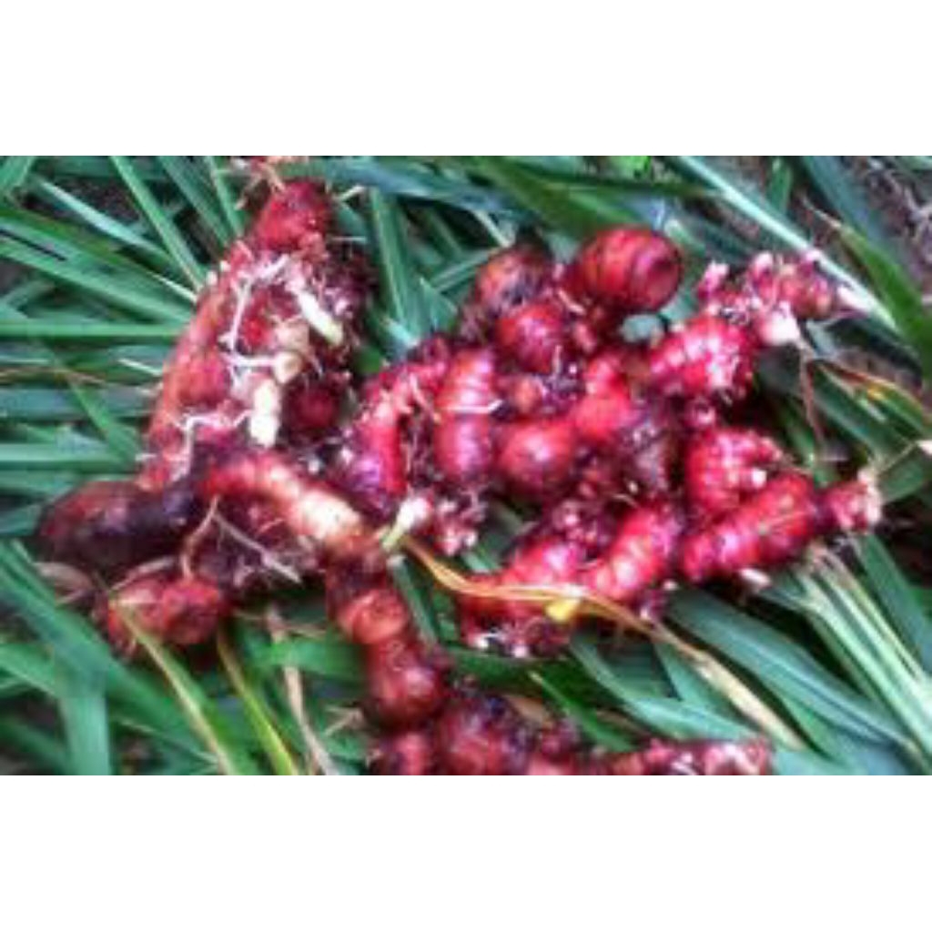 

500 gram jahe merah super fresh