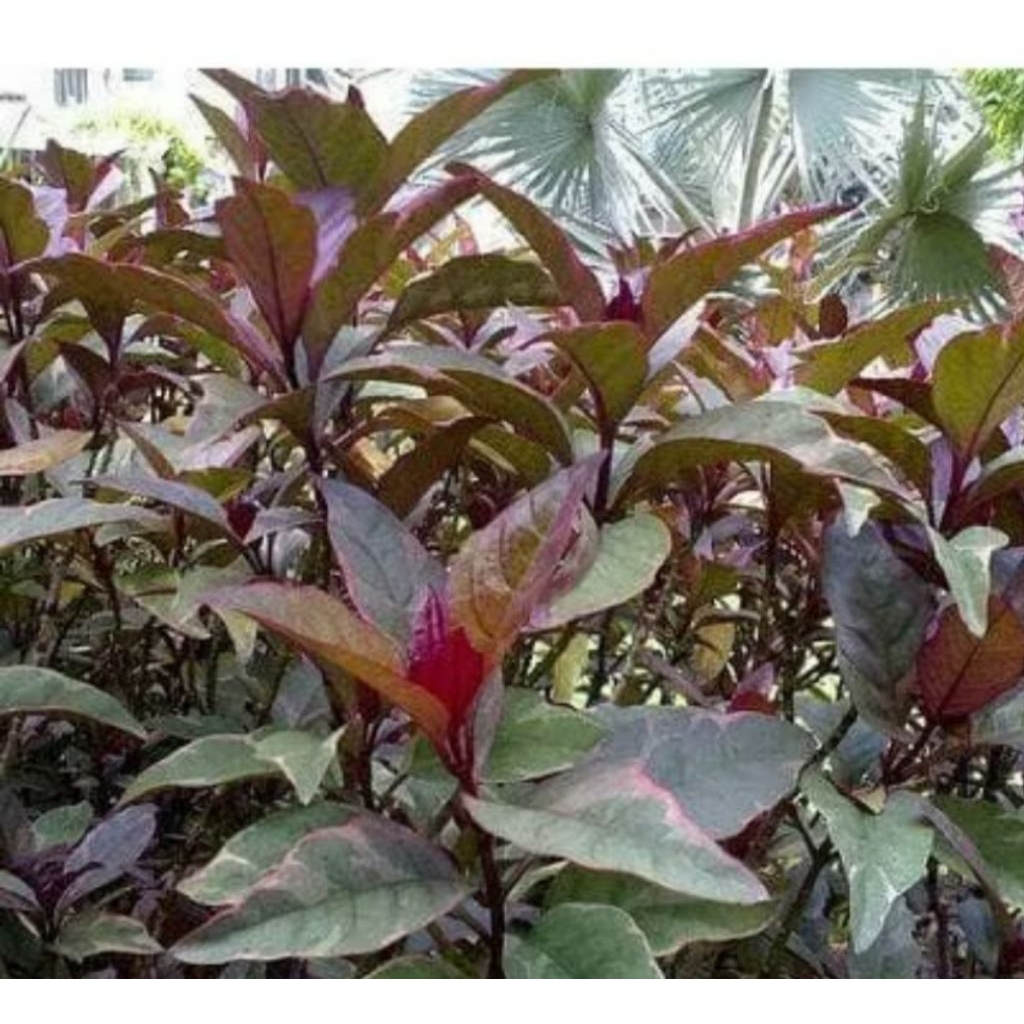 

DAUN HANDEULEUM/DAUN UNGU 13 PCS