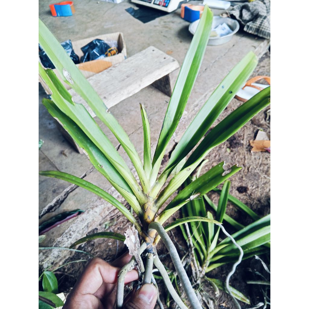 anggrek retusa ekor tupai DEWASA TERMURAH