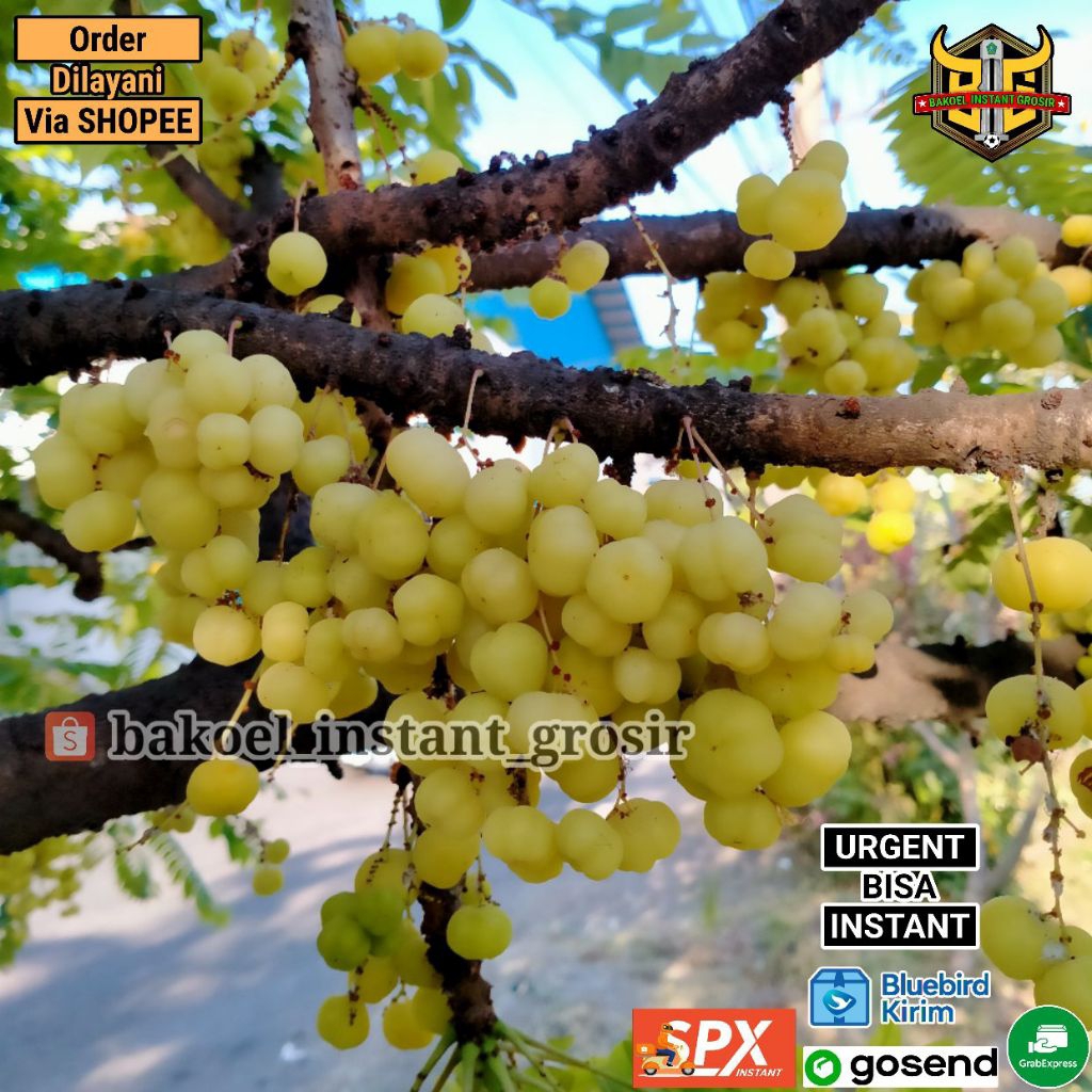 

BUAH CERME / CERMAI / CEREMAI FRESH SEGAR HARGA PER PACK PETIK DARI POHON SAAT PESANAN MASUK