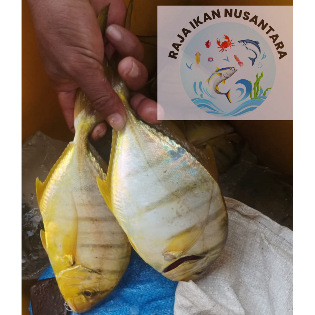 

IKAN KUWE MANGALI 1KG 3pcs FRESH FROZEN TERMURAH PREMIUM