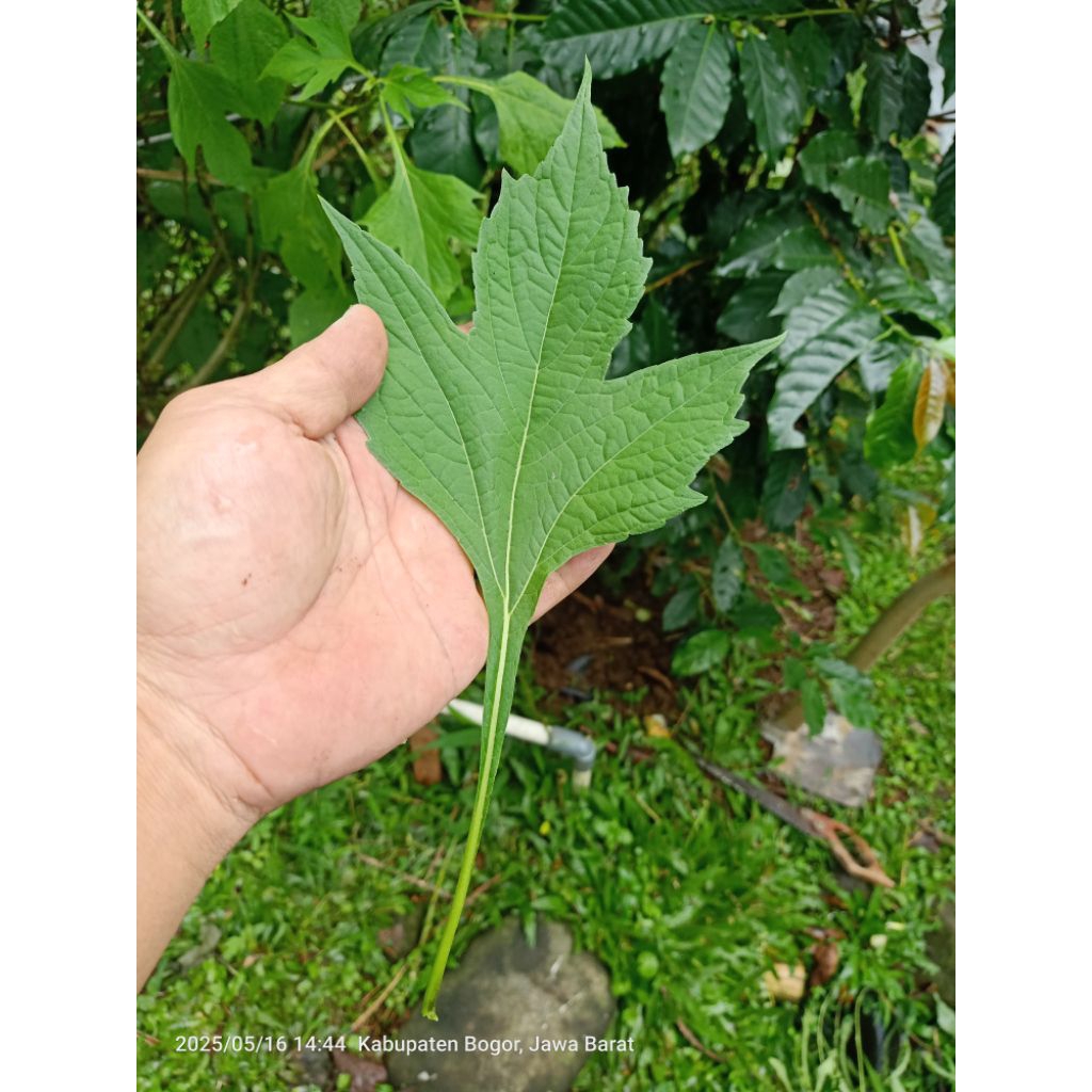 

daun insulin segar 250 gram daun herbal