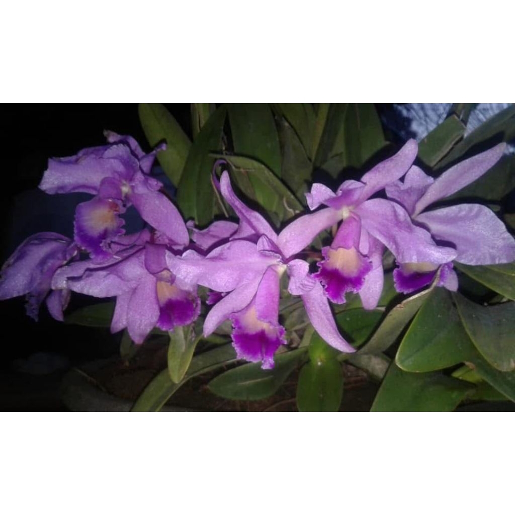 Anggrek Cattleya Mantini Mini (Dewasa)