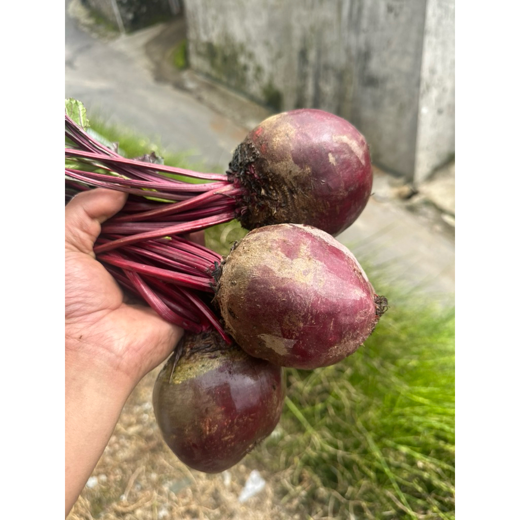 

Buah Bit 1 Kg