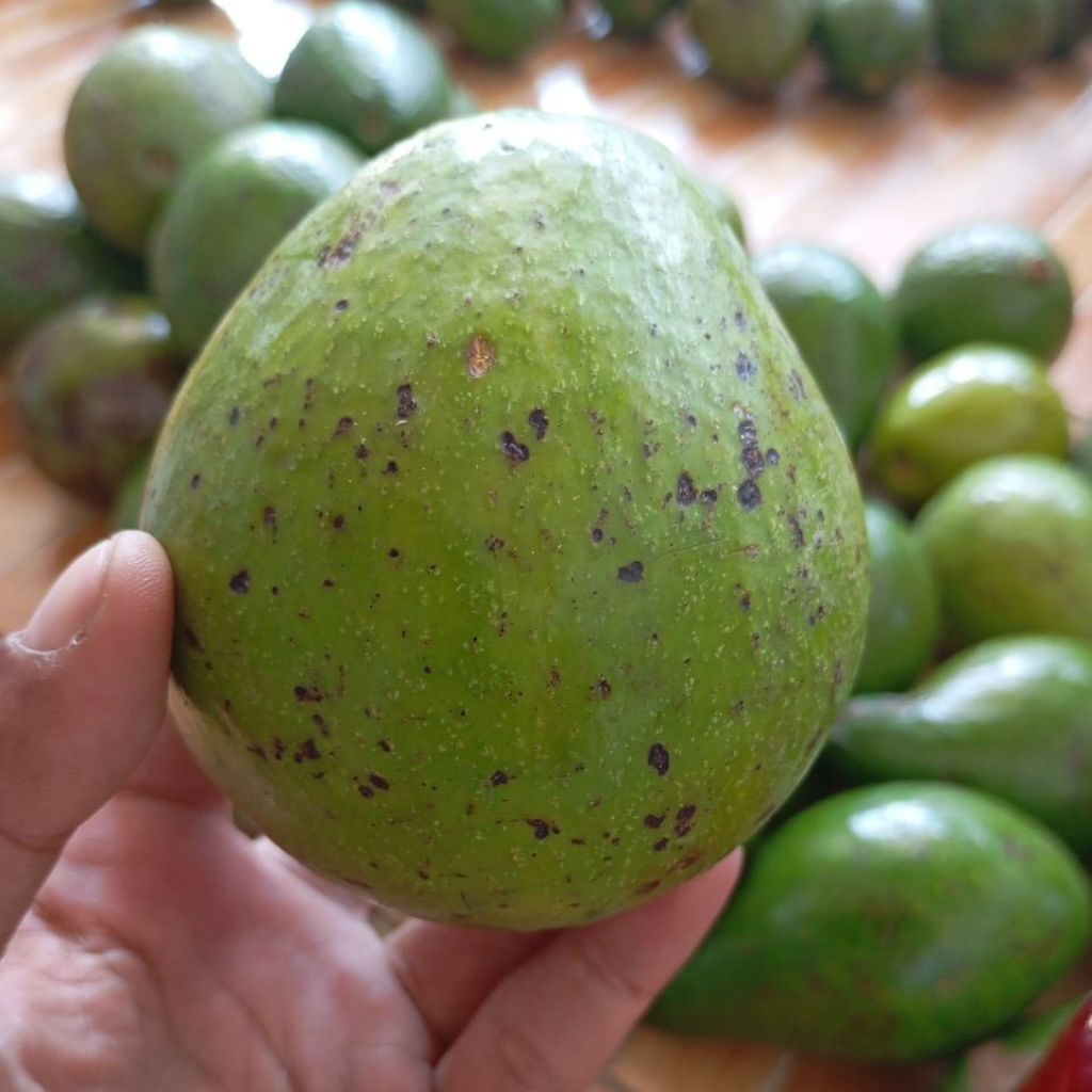 

Alpukat Mentega Super 1Kg Isi 2Buah