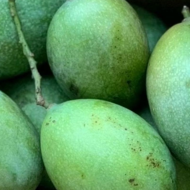 

BUAH MANGGA MANALAGI MANIS