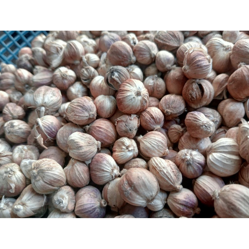 

Kapulaga kapol kering kapologo Jawa asli size 100 gram