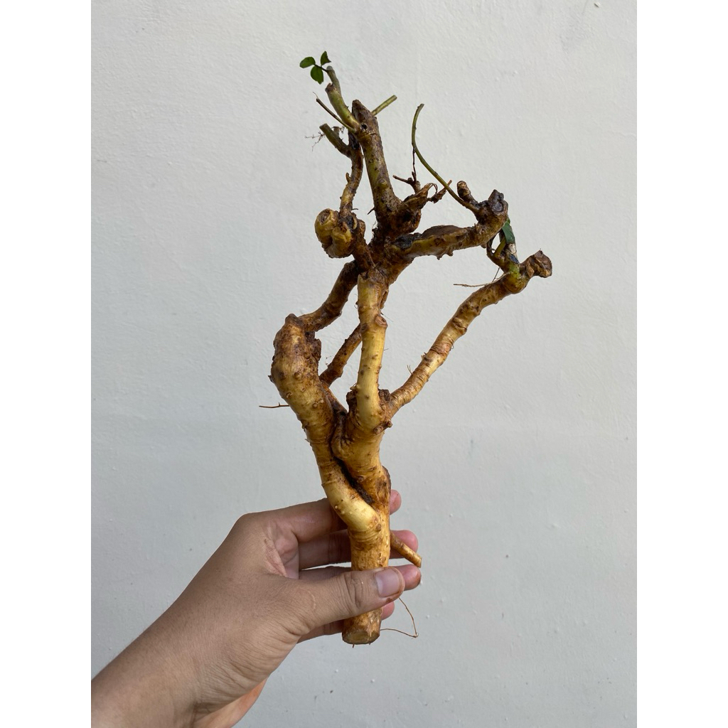 (REAL PICT) BONSAI SERUT DONGKELAN