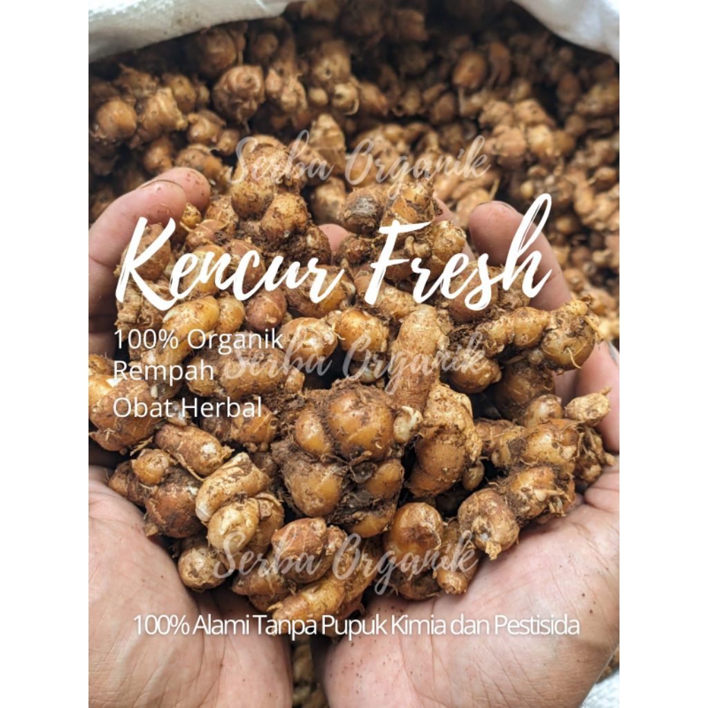 

Kencur Fresh|100%Organik|Rempah|Herbal