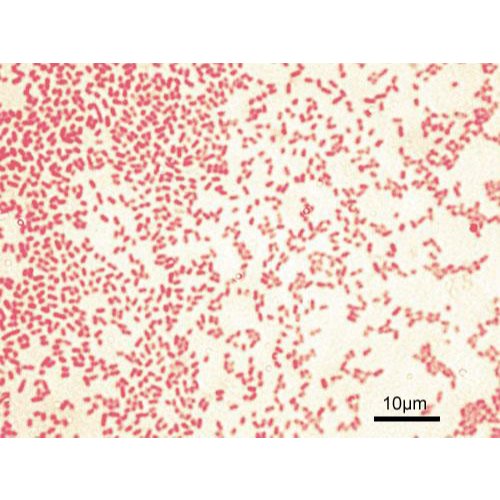 Isolat Pseudomonas aeruginosa, kultur/stok dalam berbagai pilihan media, siap digunakan untuk kontro