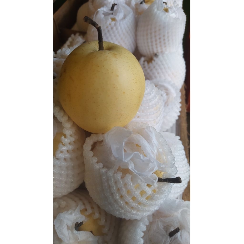 

BUAH PIR CENTURY berat 900-1kg