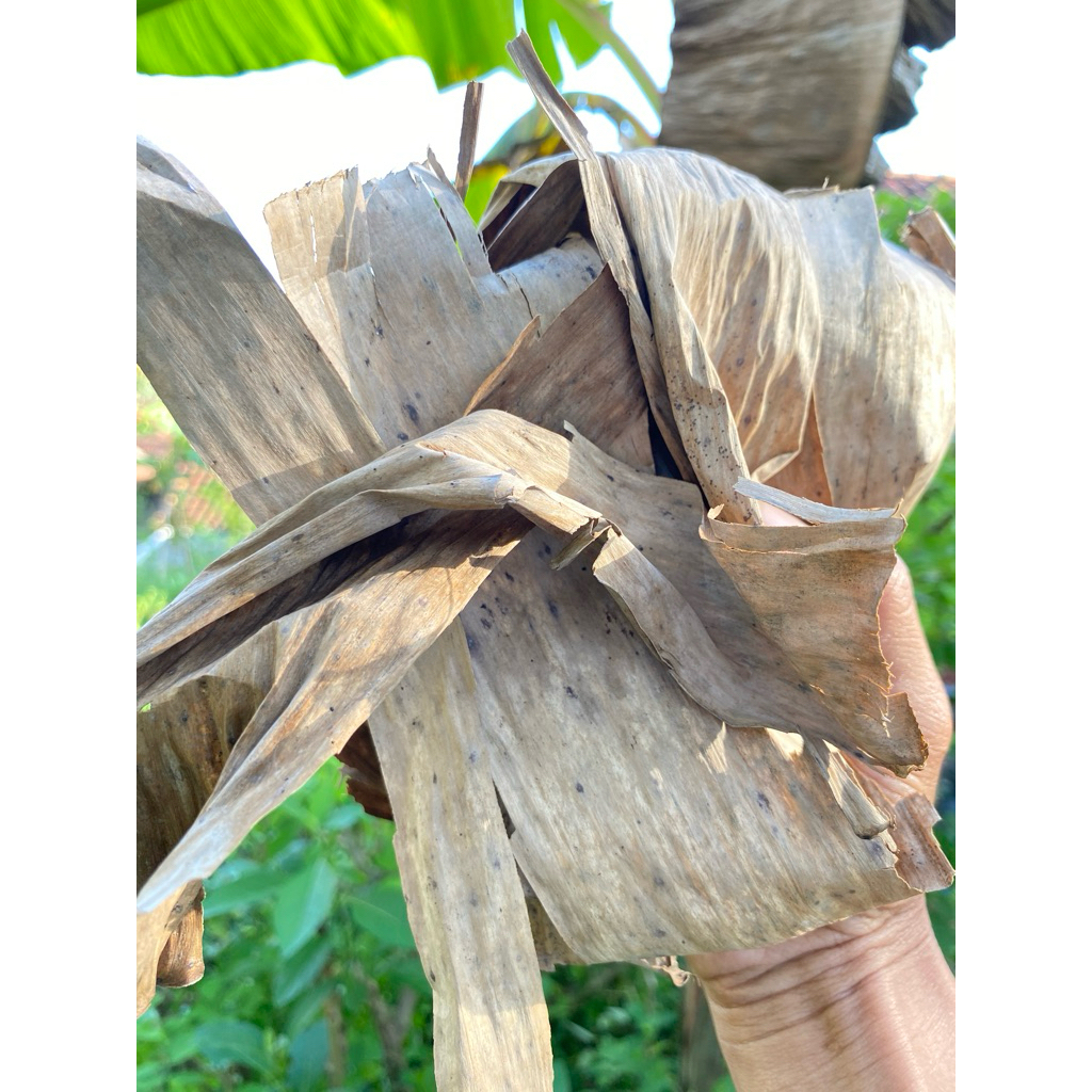 

Daun pisang kering/kelaraspisang 100gr