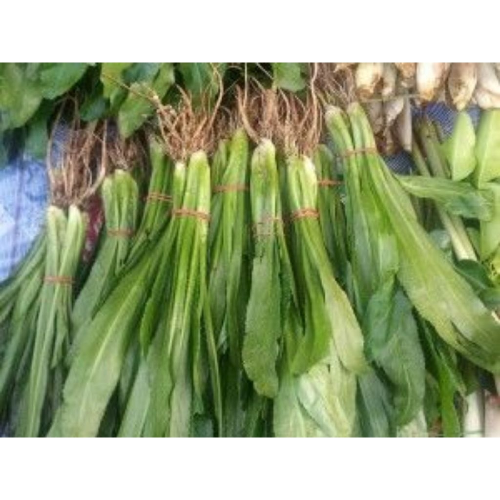 

daun walang sangit segar langsung petik
