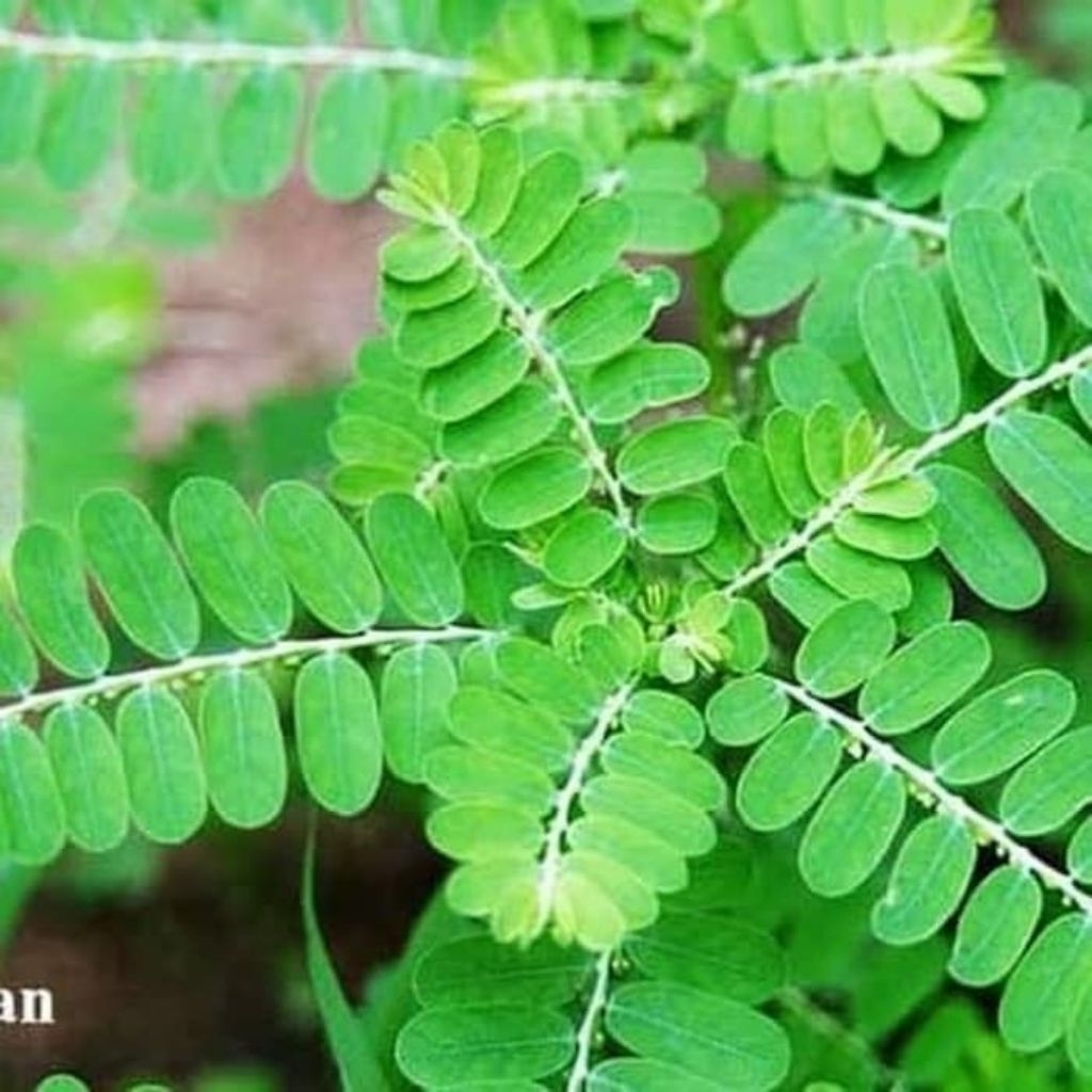 

daun Meniran segar langsung petik