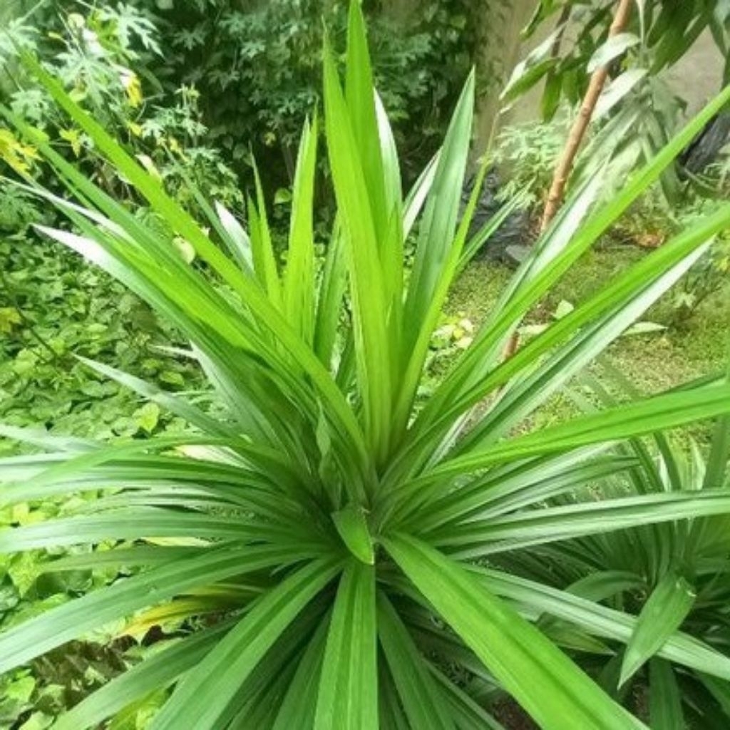 

Daun Pandan Wangi Dan segar per lembar