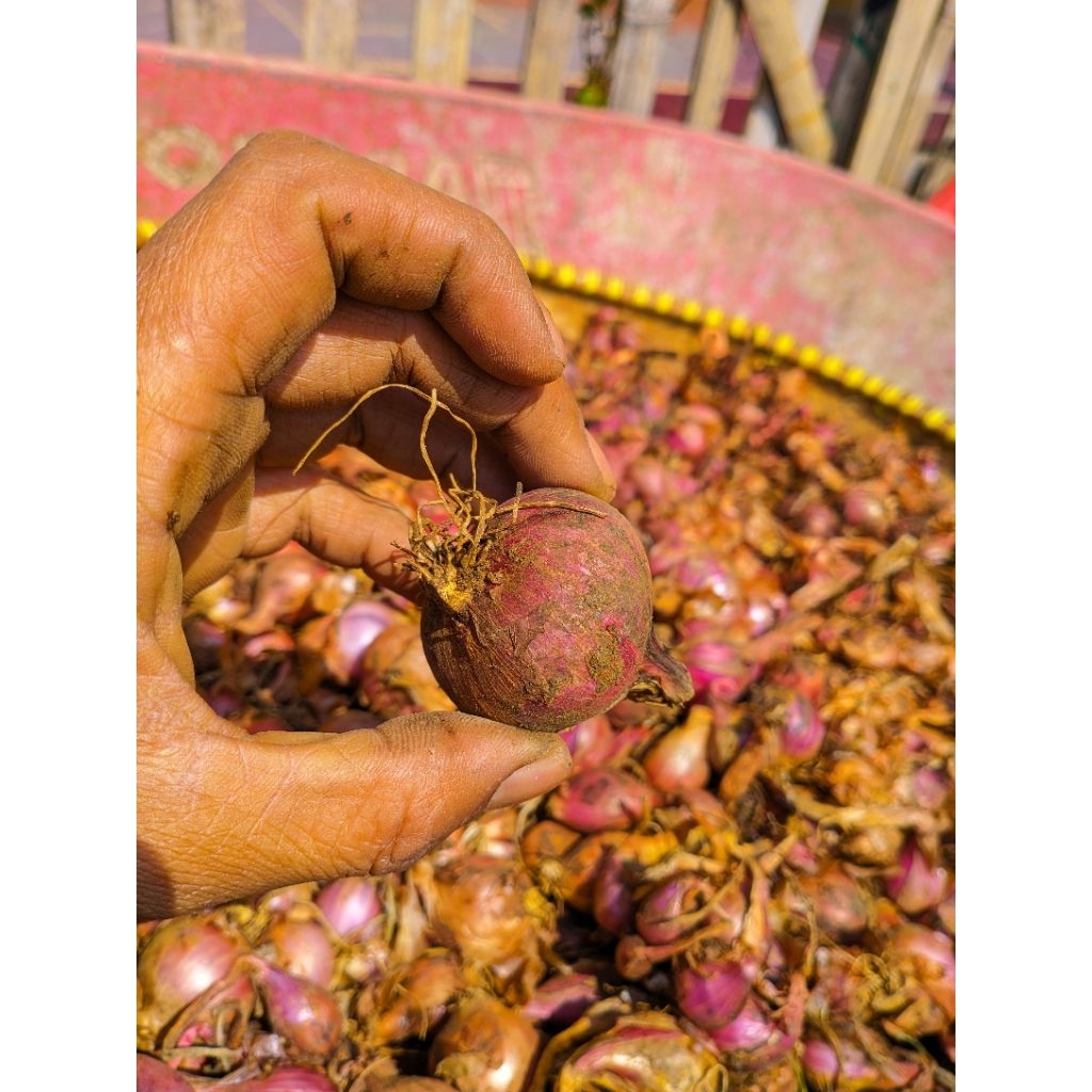 

PROMO! Bawang Merah Segar 500gr-