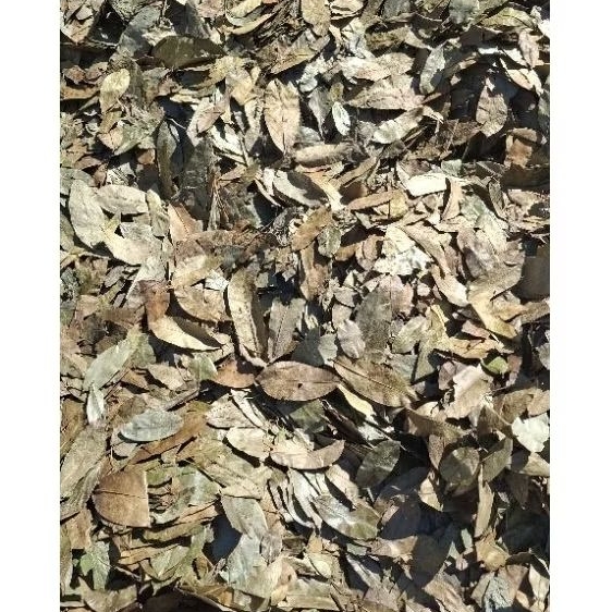 

Daun sirsat/mulwo kering 500gr