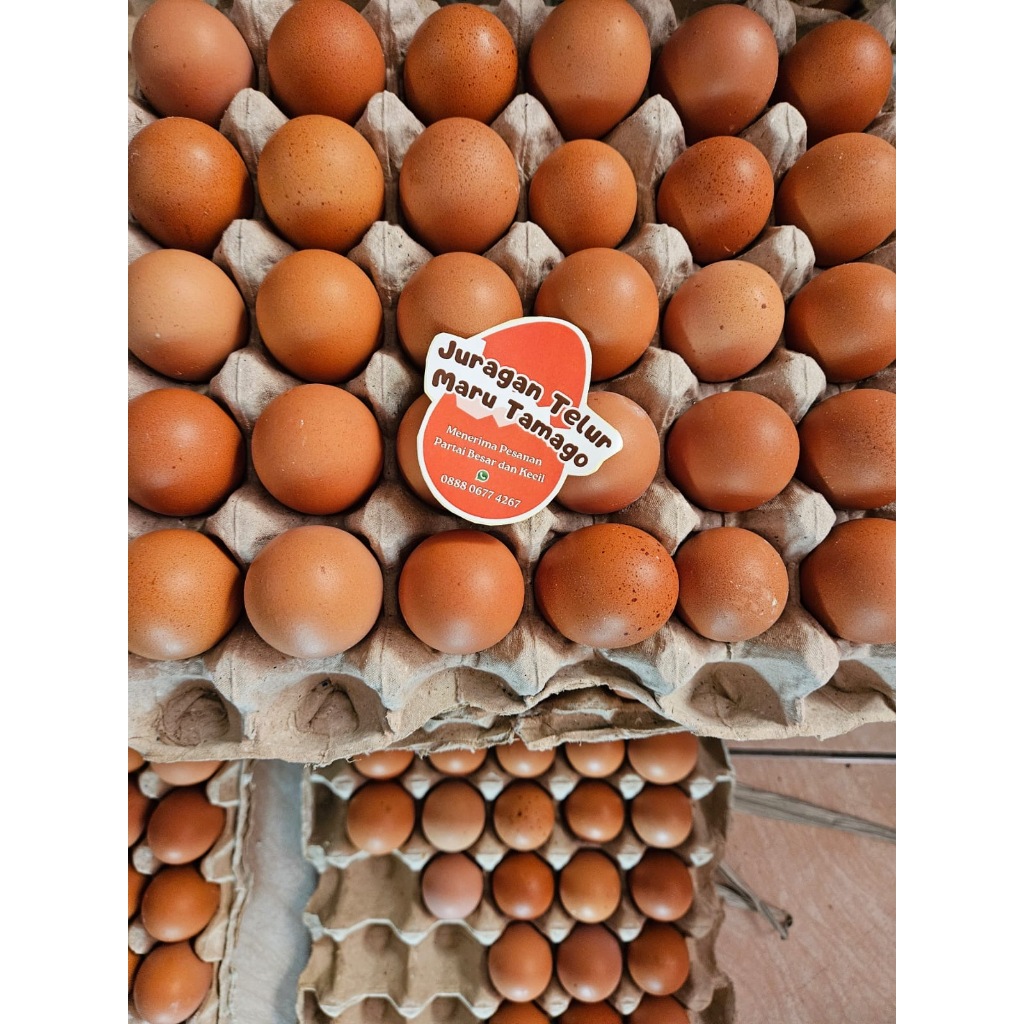 

Telur ayam negeri 30 butir/ 1 tray / 1 papan