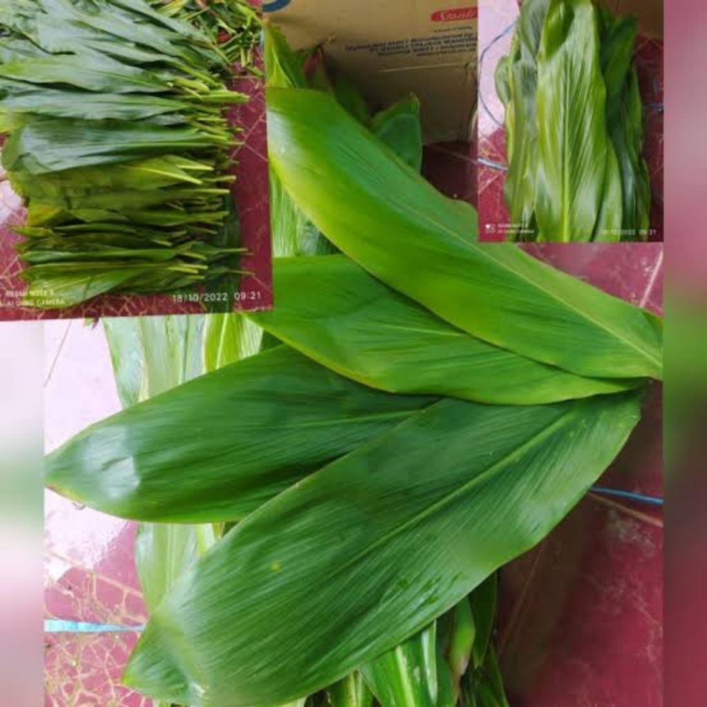 

daun hanjuang segar bukus bacang