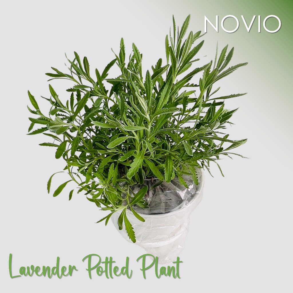 Tanaman lavender / lavender fresh / tanaman lavender fresh / bunga lavender / tanaman