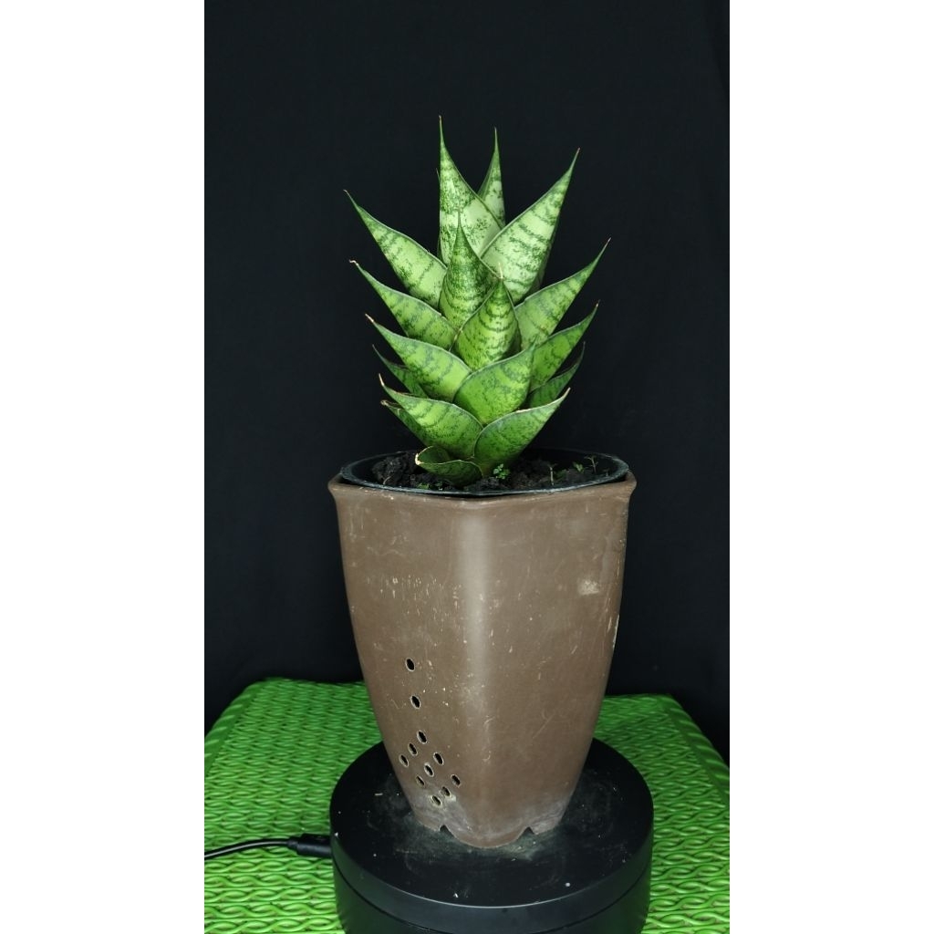 sansivera hybrid antika