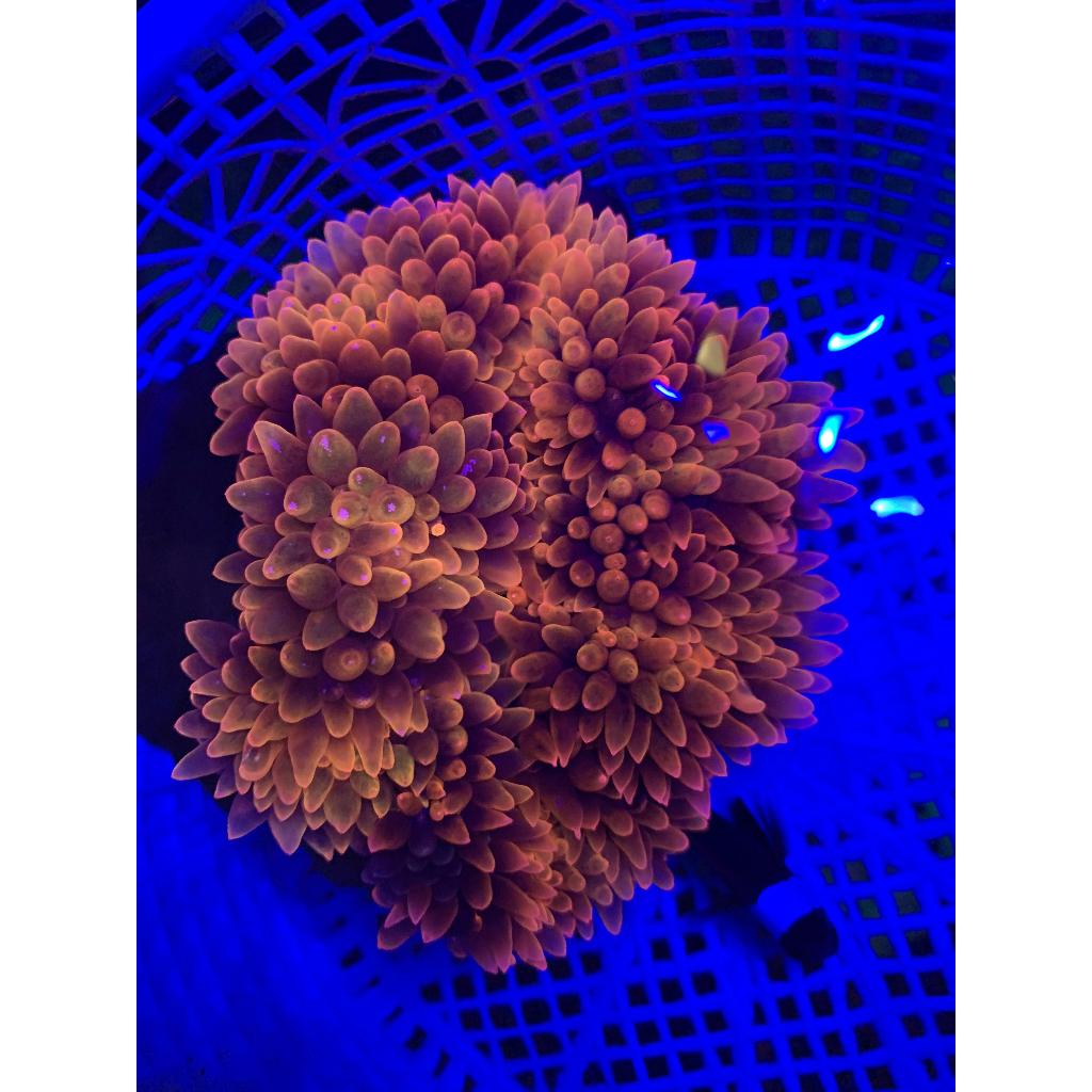 Anemon Jagung Merah / Red Bubble Tip Anemone
