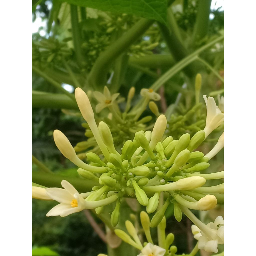 

kembang kates/ bunga pepayaa