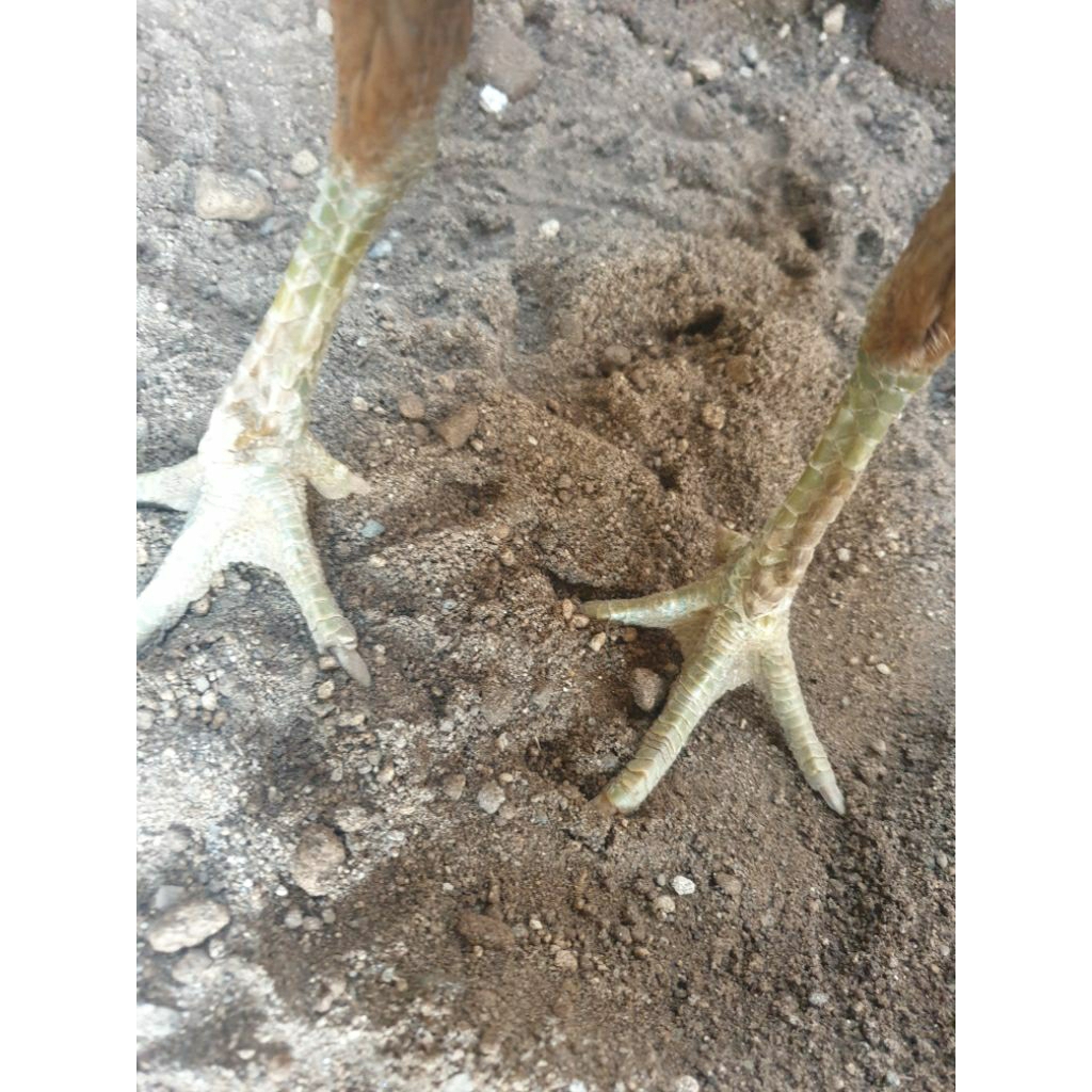 Indukan Ayam Birma Gostan telur biru/hijau