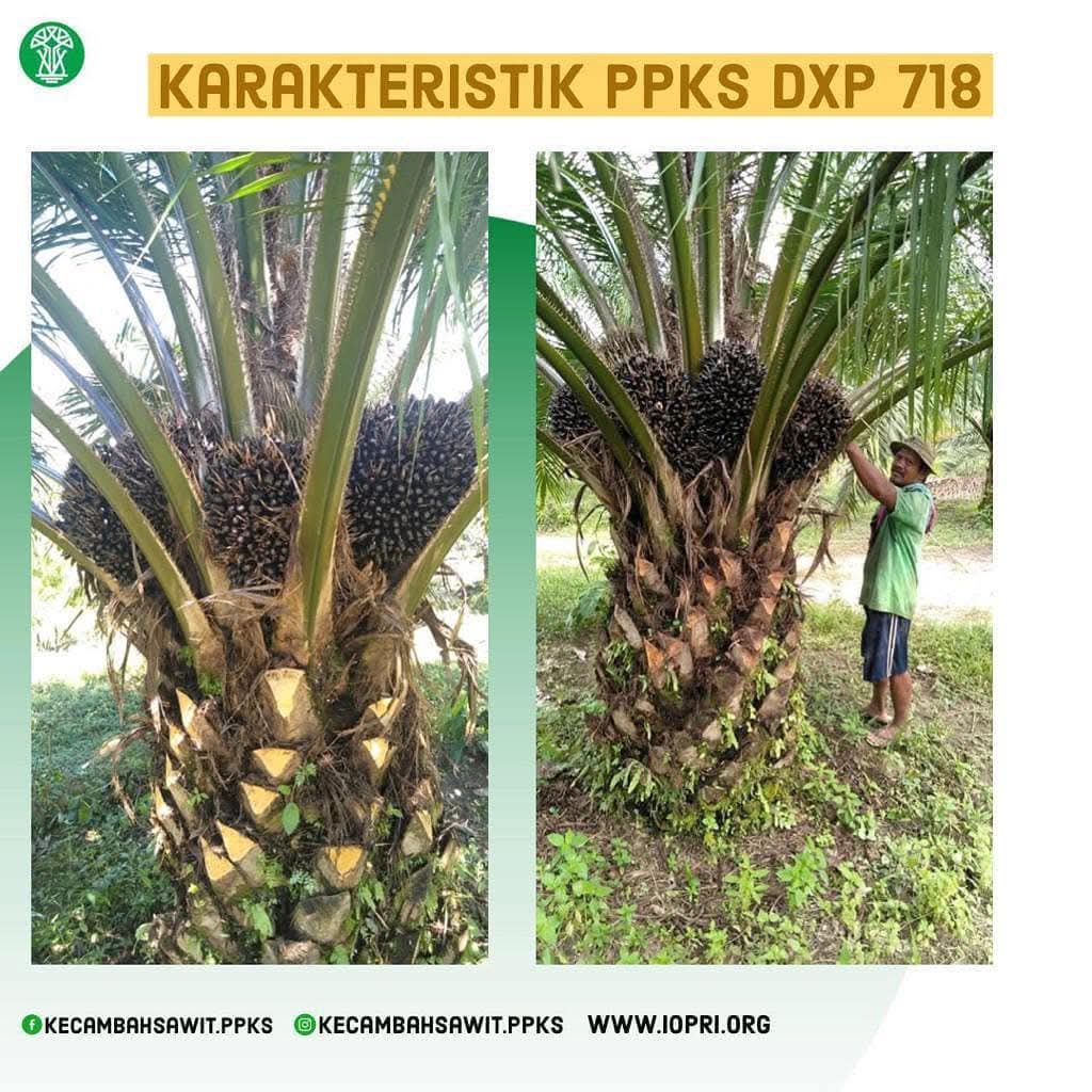 benih bibit polong kecambah sawit ppks dxp 718