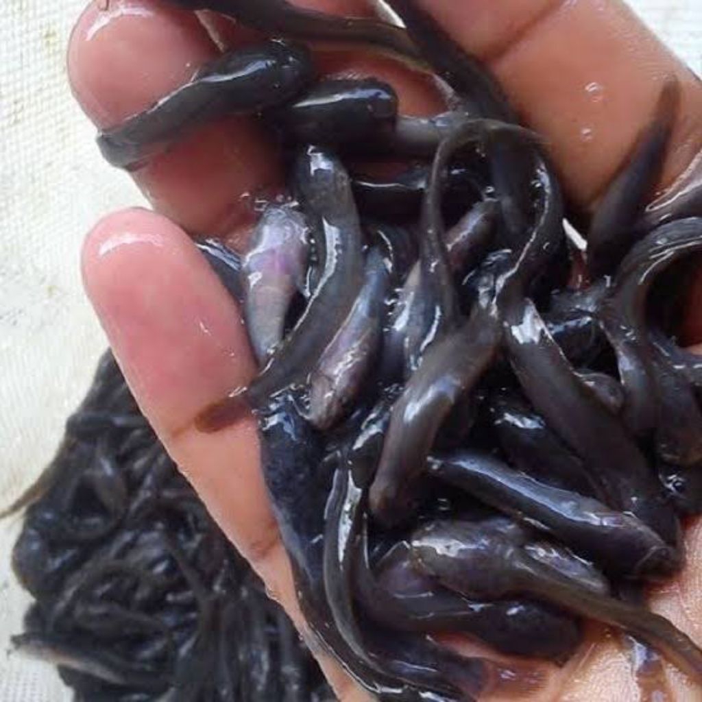 BIBIT LELE DUMBO SZ 3-4-5 CM BONUS PAKAN BERGARANSI