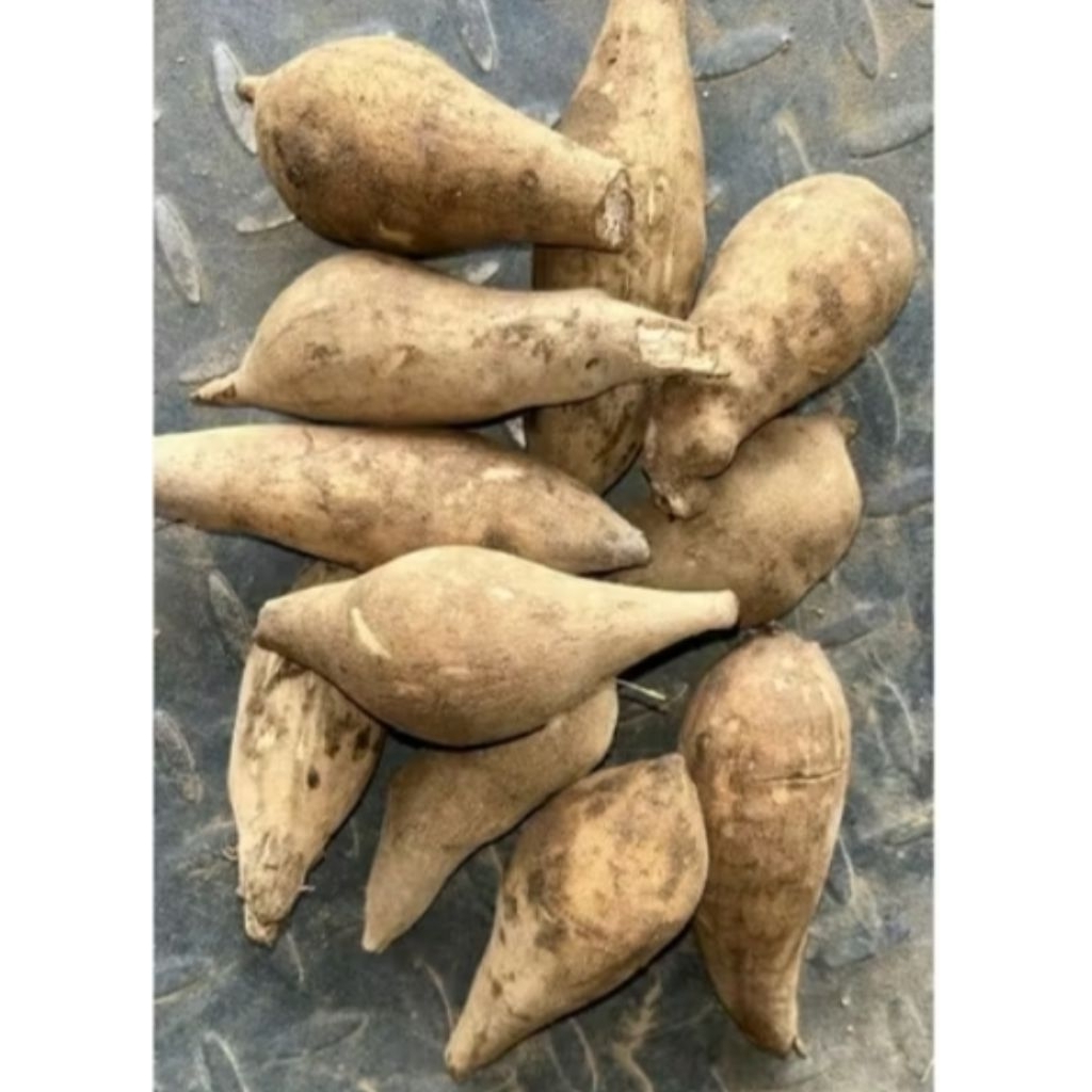 

ubi yakon mini asli Wonosobo 500 gram